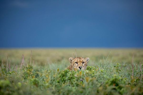 Tanzania-Ngorongoro Conservation Area-Adult Cheetah